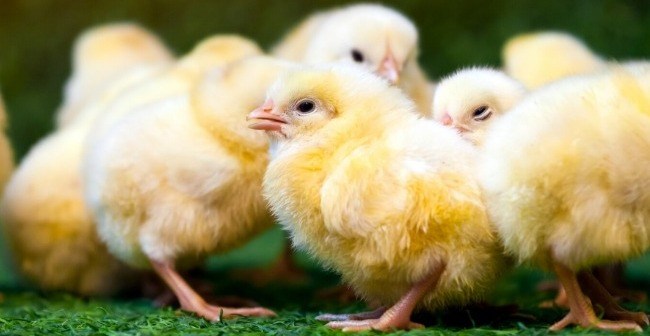 Comment réussir à coup sûr son incubation ?